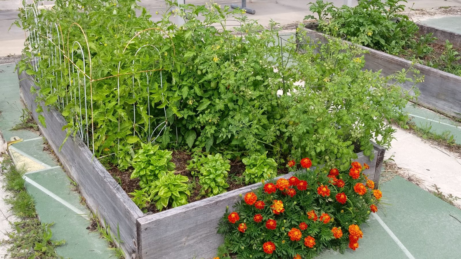 Close-up of a raised garden bed with staked tomato plants, basil, and marigolds in bloom