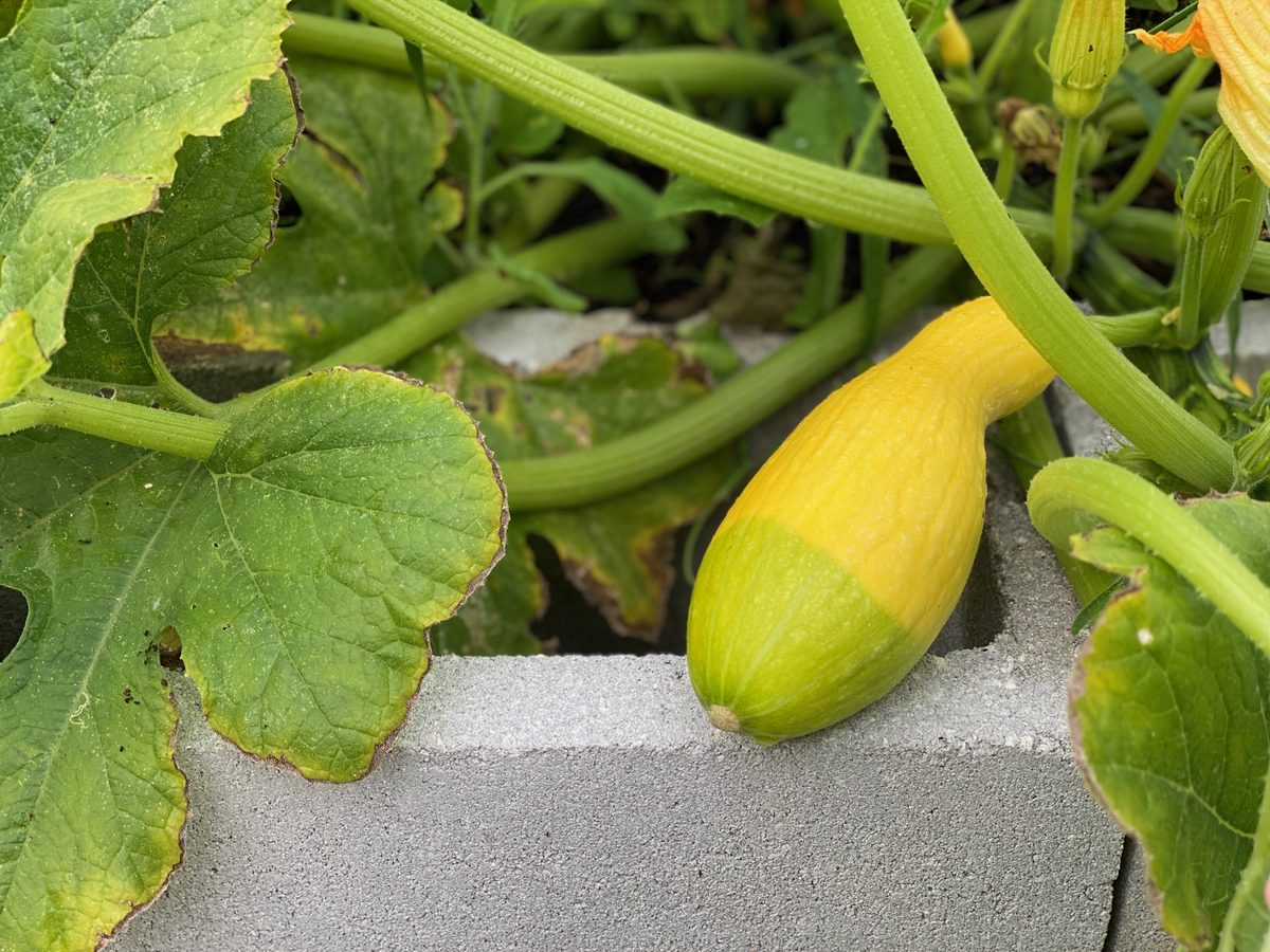Squash ripening on the vine in a raised bed at the Deltona Community Gardens, ready for harvest